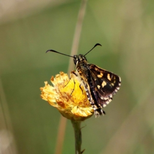 Hesperilla munionga at Paddys River, ACT - 20 Feb 2019