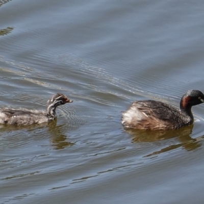 Tachybaptus novaehollandiae (Australasian Grebe) at Red Hill, ACT - 20 Feb 2019 by JackyF