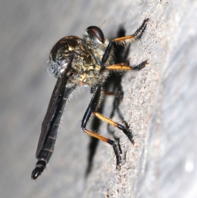 Ommatius sp. (Common yellow robber fly) at Rosedale, NSW - 15 Feb 2019 by jbromilow50