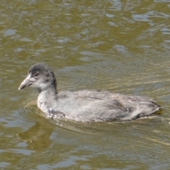 Fulica atra (Eurasian Coot) at Red Hill, ACT - 20 Feb 2019 by JackyF