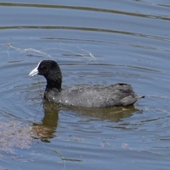 Fulica atra at Red Hill, ACT - 20 Feb 2019 02:32 PM