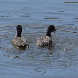 Fulica atra at Red Hill, ACT - 20 Feb 2019 02:32 PM