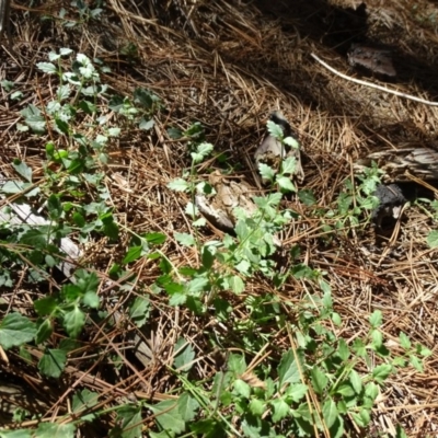 Scutellaria humilis (Dwarf Skullcap) at Jerrabomberra, ACT - 20 Feb 2019 by Mike