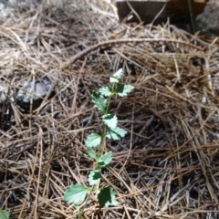 Scutellaria humilis at Jerrabomberra, ACT - 20 Feb 2019