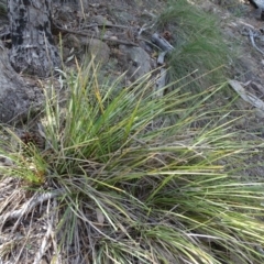 Lomandra longifolia (Spiny-headed Mat-rush, Honey Reed) at Isaacs Ridge - 20 Feb 2019 by Mike