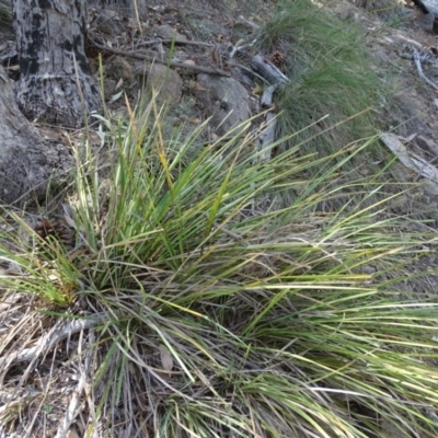 Lomandra longifolia (Spiny-headed Mat-rush, Honey Reed) at Jerrabomberra, ACT - 20 Feb 2019 by Mike
