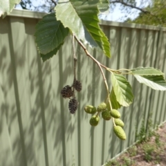 Alnus glutinosa (Black Alder) at Isaacs, ACT - 18 Feb 2019 by Mike