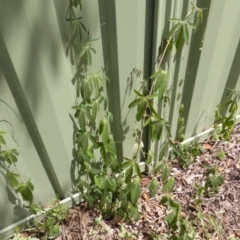 Passiflora caerulea (Blue Passionflower) at Isaacs, ACT - 18 Feb 2019 by Mike