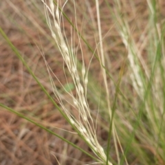 Nassella trichotoma at Isaacs, ACT - 18 Feb 2019