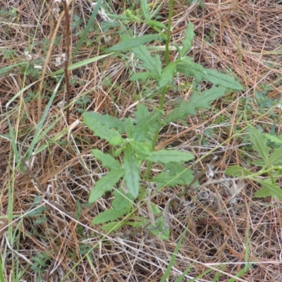 Senecio sp. (A Fireweed) at Isaacs, ACT - 17 Feb 2019 by Mike