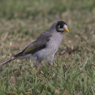 Manorina melanocephala (Noisy Miner) at Acton, ACT - 18 Feb 2019 by Alison Milton