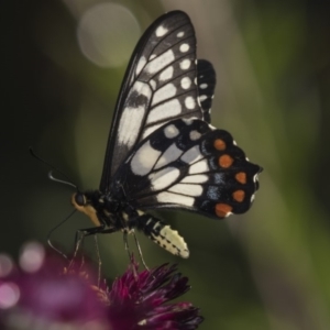 Papilio anactus at Acton, ACT - 19 Feb 2019 03:59 PM