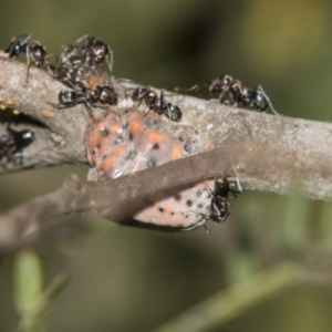 Icerya acaciae at Acton, ACT - 19 Feb 2019