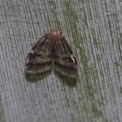 Scolypopa australis (Passionvine hopper, Fluffy bum) at Acton, ACT - 18 Feb 2019 by Alison Milton