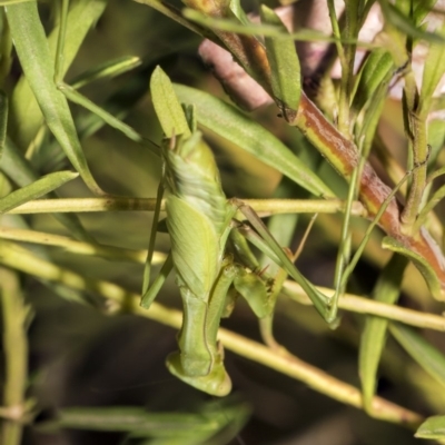 Pseudomantis albofimbriata (False garden mantis) at Acton, ACT - 18 Feb 2019 by Alison Milton