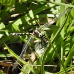 Synthemis eustalacta (Swamp Tigertail) at Mount Clear, ACT - 20 Feb 2019 by JohnBundock