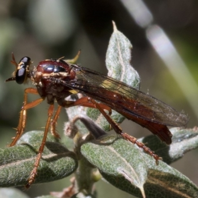 Humerolethalis sergius (Robber fly) at Cotter River, ACT - 20 Feb 2019 by Judith Roach