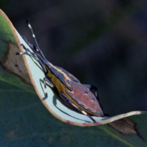 Amorbus sp. (genus) at Cotter River, ACT - 20 Feb 2019 04:16 PM