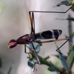 Metopochetus sp. (genus) (Unidentified Metopochetus stilt fly) at Cotter River, ACT - 20 Feb 2019 by JudithRoach
