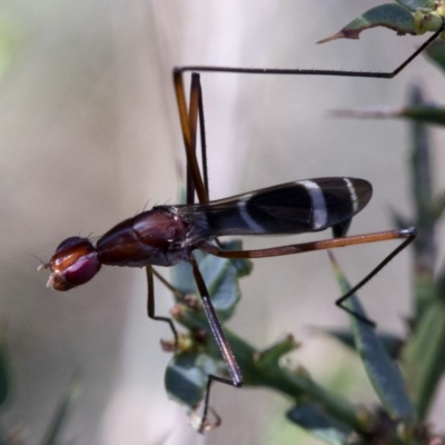 Metopochetus sp. (genus) (Unidentified Metopochetus stilt fly) at Cotter River, ACT - 20 Feb 2019 by JudithRoach