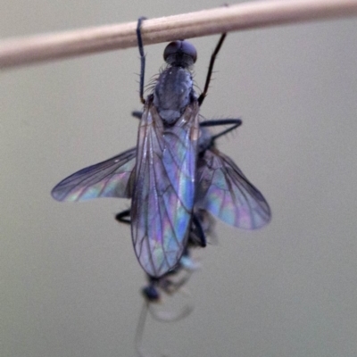 Empididae sp. (family) (Dance fly) at Cotter River, ACT - 20 Feb 2019 by Judith Roach