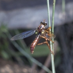 Humerolethalis sergius (Robber fly) at Cotter River, ACT - 20 Feb 2019 by JudithRoach