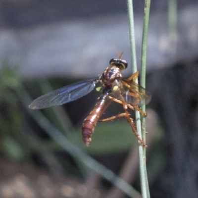 Humerolethalis sergius (Robber fly) at Cotter River, ACT - 20 Feb 2019 by JudithRoach