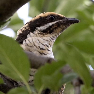 Eudynamys orientalis (Pacific Koel) at Spence, ACT - 18 Feb 2019 by Judith Roach