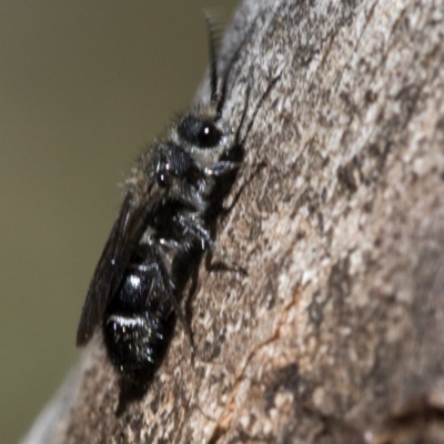 Mutillidae (family) (Unidentified Mutillid wasp or velvet ant) at Bimberi Nature Reserve - 20 Feb 2019 by JudithRoach