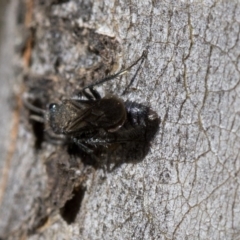 Mutillidae (family) at Bimberi Nature Reserve - 20 Feb 2019