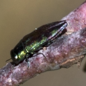 Melobasis sp. (genus) at Cotter River, ACT - 20 Feb 2019 03:50 PM