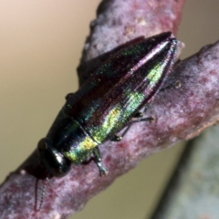 Melobasis sp. (genus) at Cotter River, ACT - 20 Feb 2019 03:50 PM