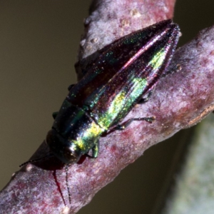 Melobasis sp. (genus) at Cotter River, ACT - 20 Feb 2019 03:50 PM