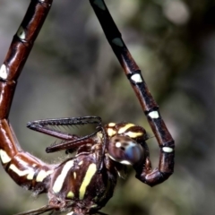 Austroaeschna pulchra (Forest Darner) at Cotter River, ACT - 20 Feb 2019 by JudithRoach