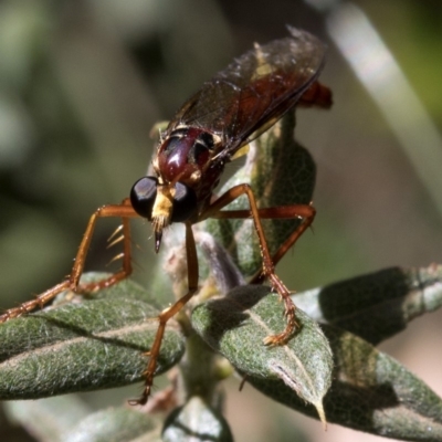 Humerolethalis sergius (Robber fly) at Cotter River, ACT - 20 Feb 2019 by JudithRoach
