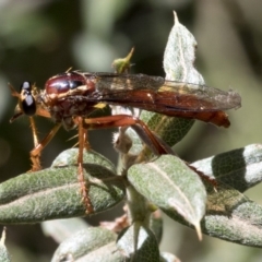 Humerolethalis sergius at Cotter River, ACT - 20 Feb 2019 04:10 PM