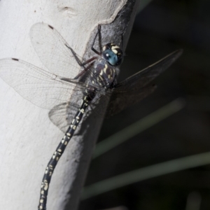 Austroaeschna multipunctata at Cotter River, ACT - 20 Feb 2019