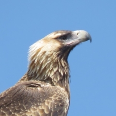 Aquila audax (Wedge-tailed Eagle) at Symonston, ACT - 20 Feb 2019 by KumikoCallaway