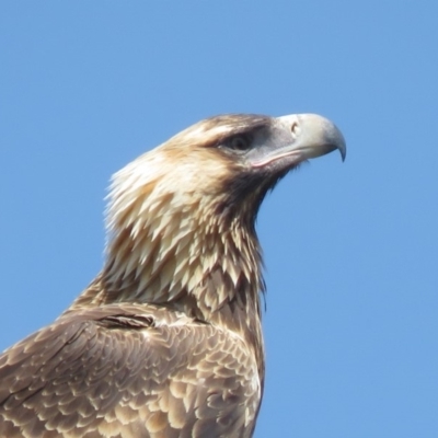 Aquila audax (Wedge-tailed Eagle) at Symonston, ACT - 20 Feb 2019 by KumikoCallaway