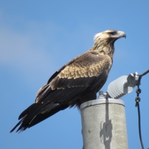 Aquila audax at Symonston, ACT - 20 Feb 2019