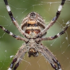 Hortophora transmarina (Garden Orb Weaver) at ANBG - 20 Feb 2019 by TimL