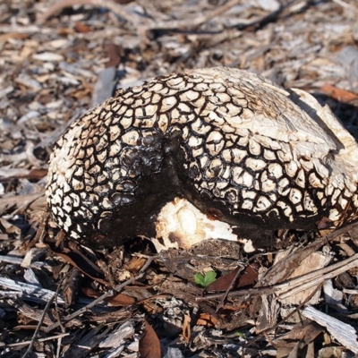 Calvatia cyathiformis at Acton, ACT - 17 Feb 2019 by Heino1