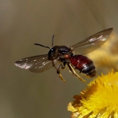 Lasioglossum (Parasphecodes) lacthium (halictid bee) at Paddys River, ACT - 20 Feb 2019 by DPRees125