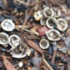 Cyathus olla at Wamboin, NSW - 4 Feb 2019 by natureguy