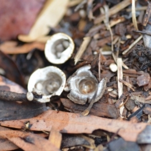 Cyathus olla at Wamboin, NSW - 4 Feb 2019