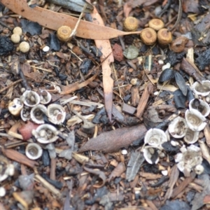 Cyathus olla at Wamboin, NSW - 4 Feb 2019