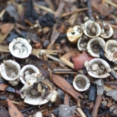 Cyathus olla at Wamboin, NSW - 4 Feb 2019