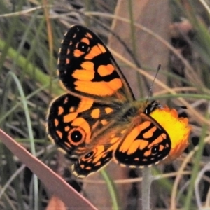 Oreixenica lathoniella at Cotter River, ACT - 21 Feb 2019