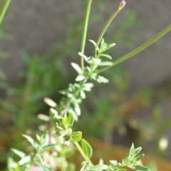 Epilobium sp. at Wamboin, NSW - 7 Dec 2018 07:00 PM