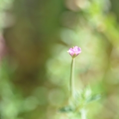 Epilobium sp. at Wamboin, NSW - 7 Dec 2018 07:00 PM